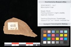 Foto (Objekt + Etikett) von Myrica lignitum Unger (NHMW-GEO-2024-0188-0613)